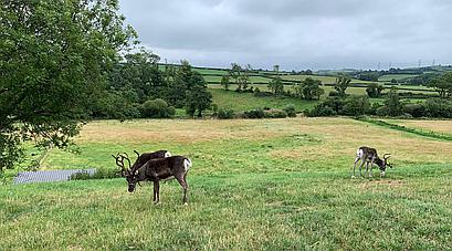 Llandyfaelog CARMARTHENSHIRE