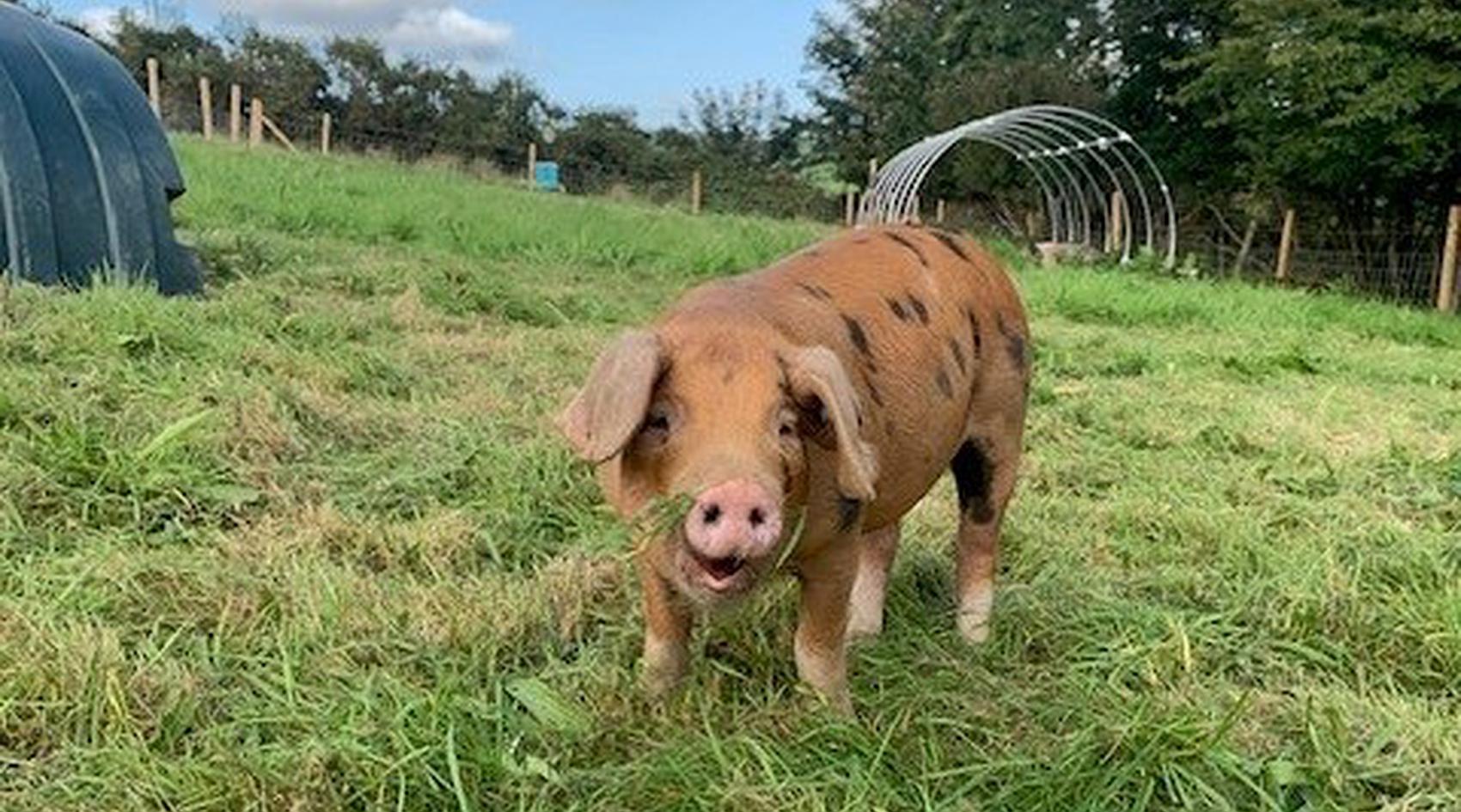 Talog CARMARTHENSHIRE