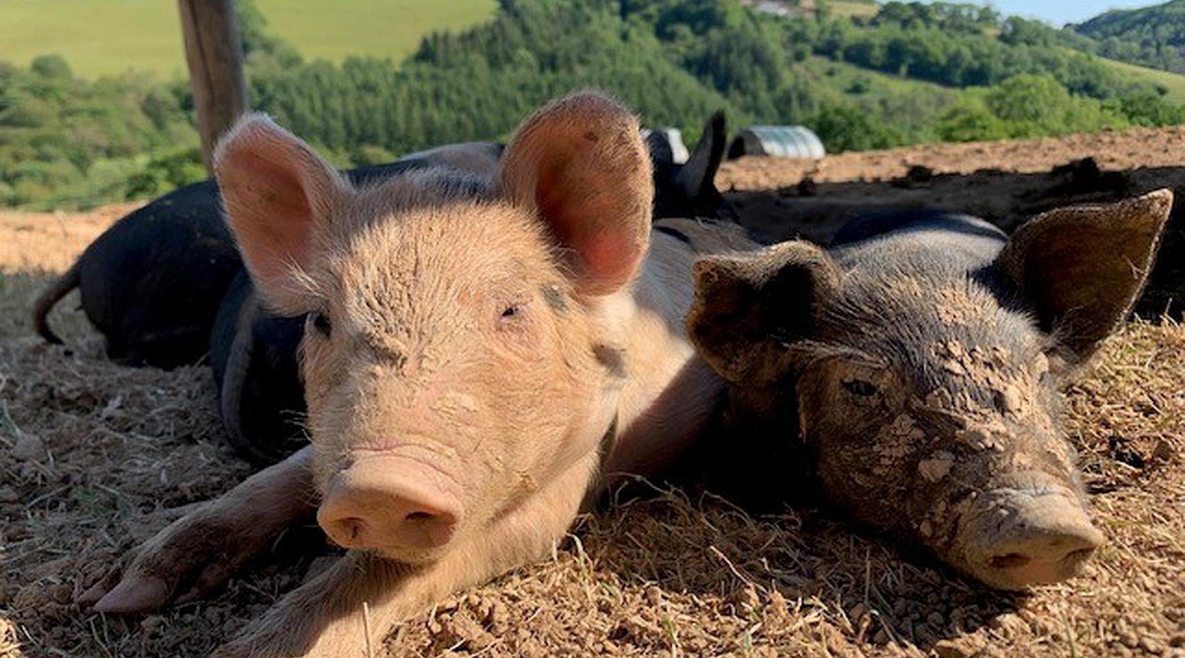 Talog CARMARTHENSHIRE